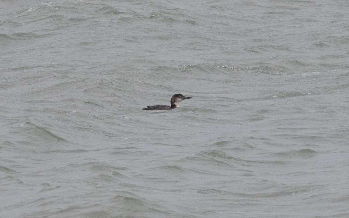 Common Loon - ML615139041