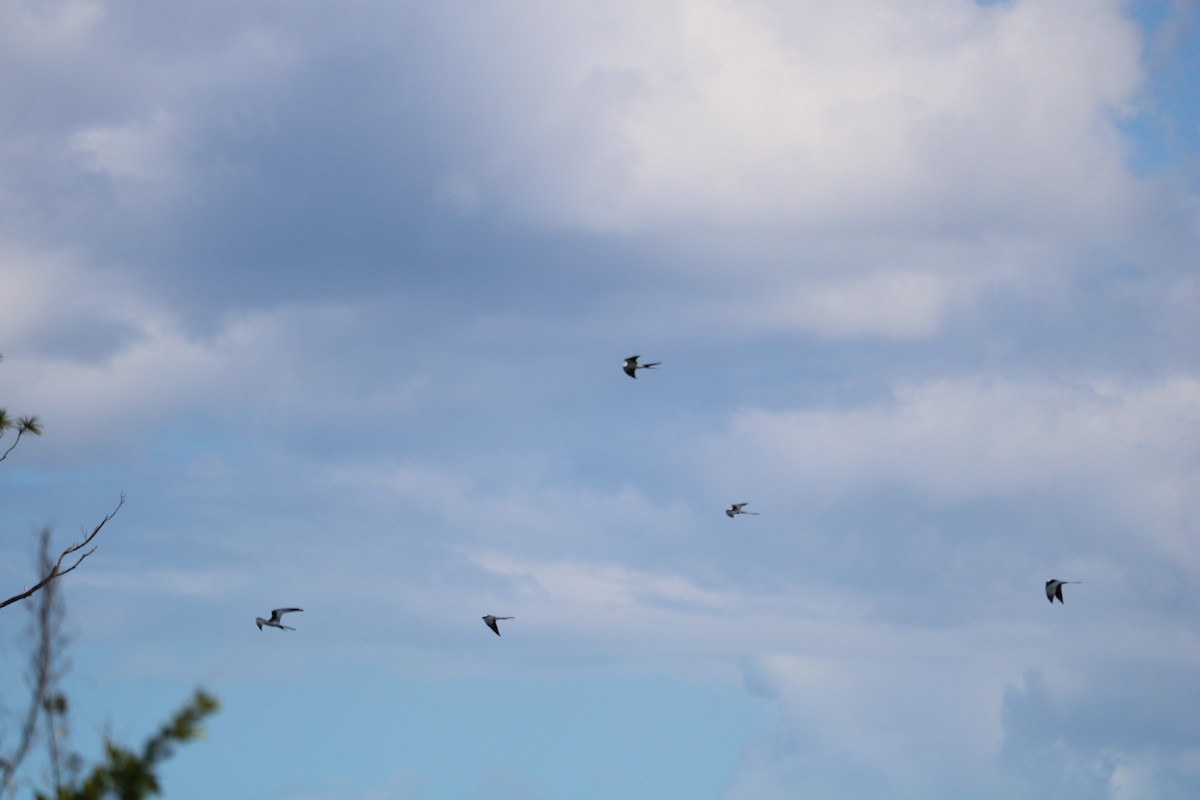 Swallow-tailed Kite - ML615139057