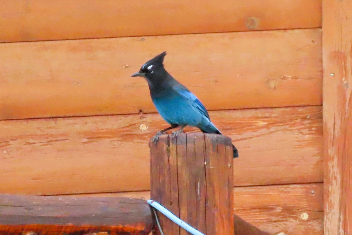 Steller's Jay - ML615139068