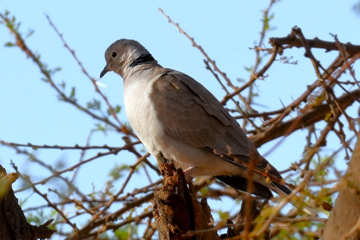 African Collared-Dove - ML615139069