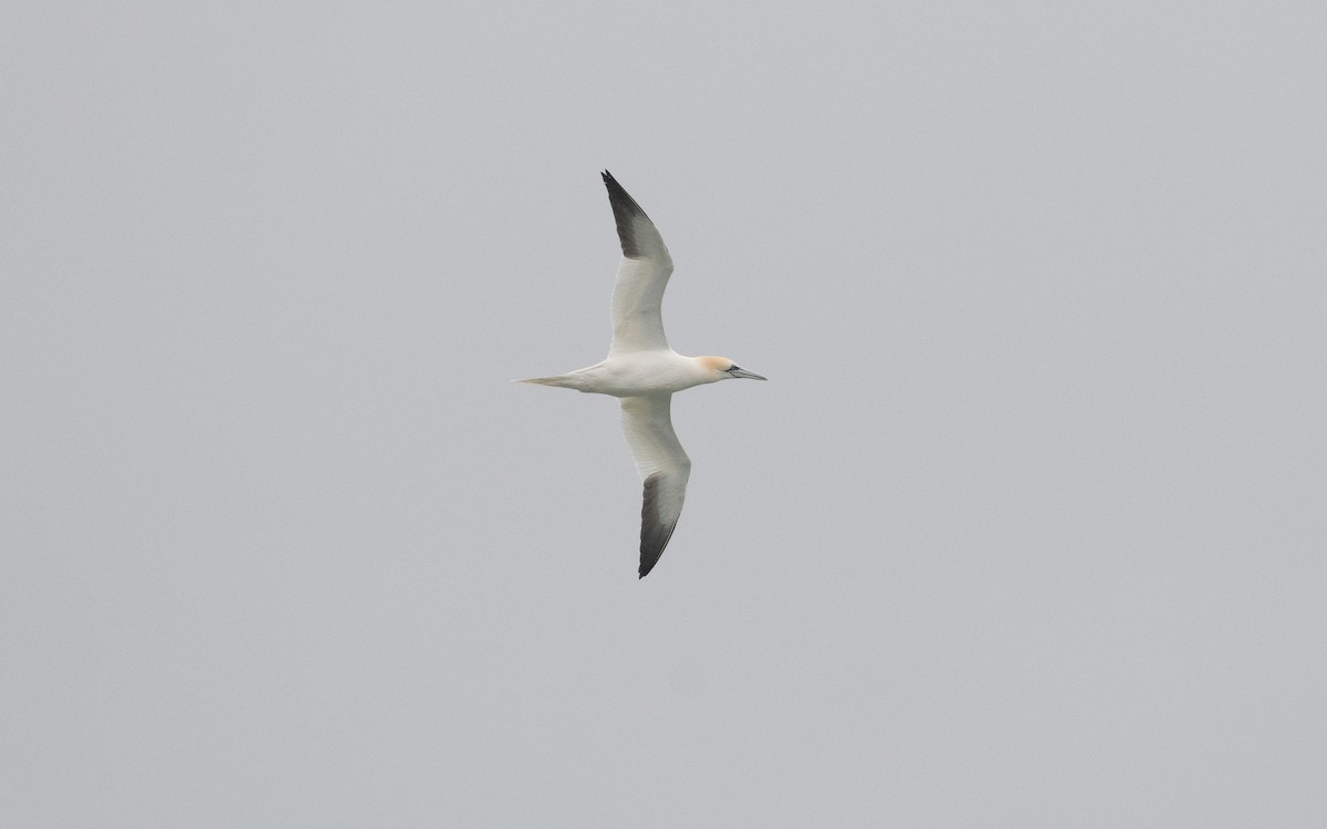 Northern Gannet - ML615139104
