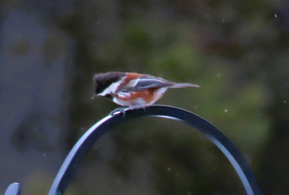 Chestnut-backed Chickadee - ML615139119