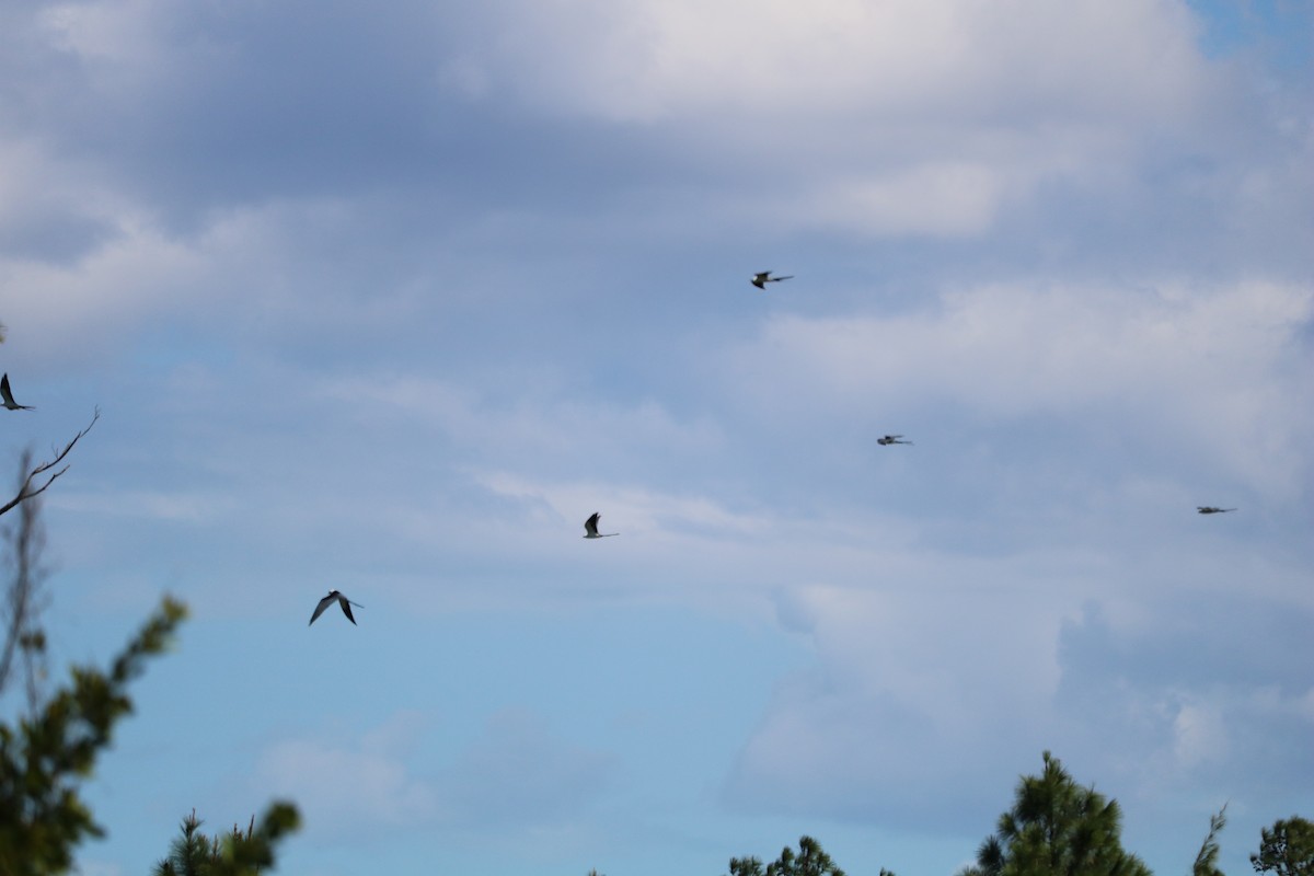 Swallow-tailed Kite - ML615139153