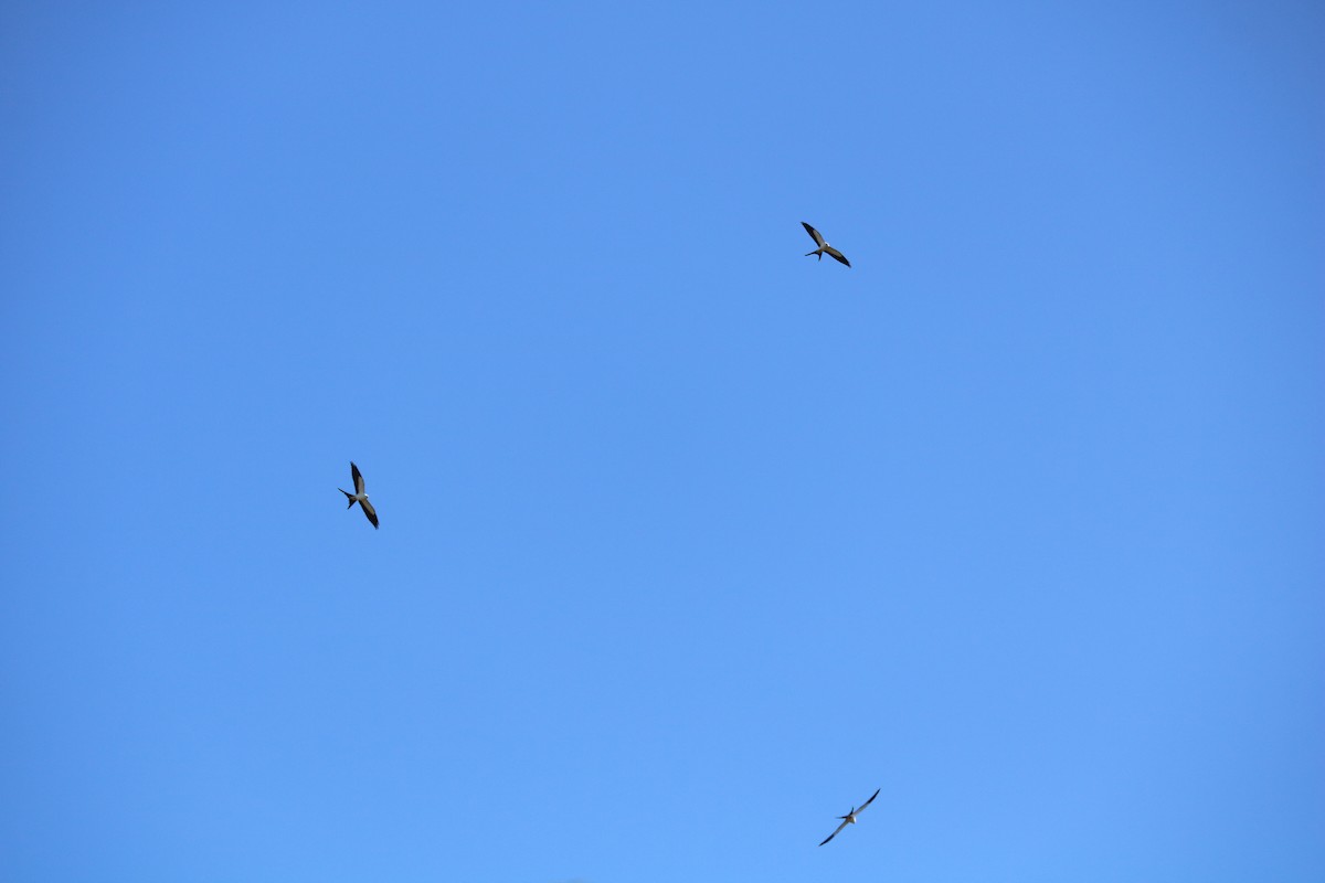 Swallow-tailed Kite - ML615139262