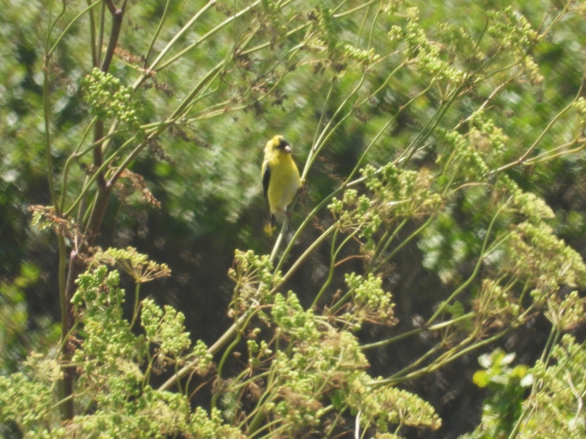 Chardonneret jaune - ML615139350