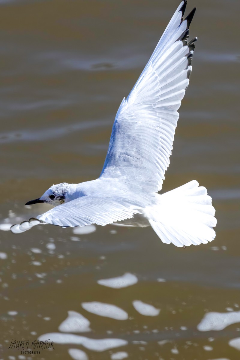 Bonaparte's Gull - ML615139355