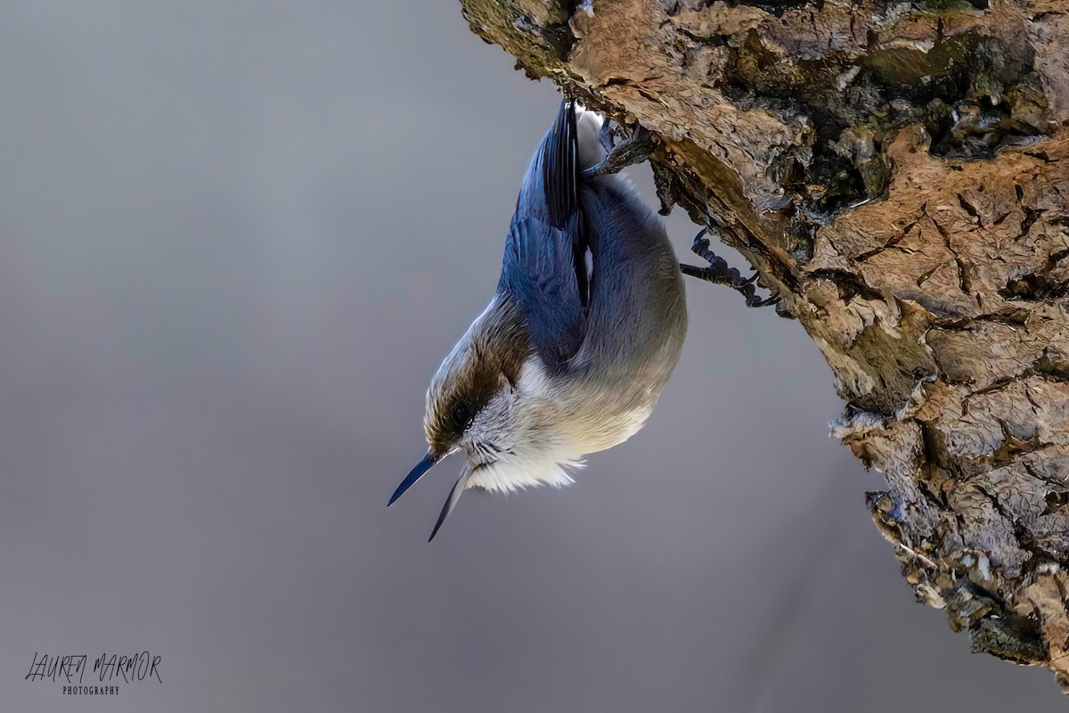 Brown-headed Nuthatch - ML615139359