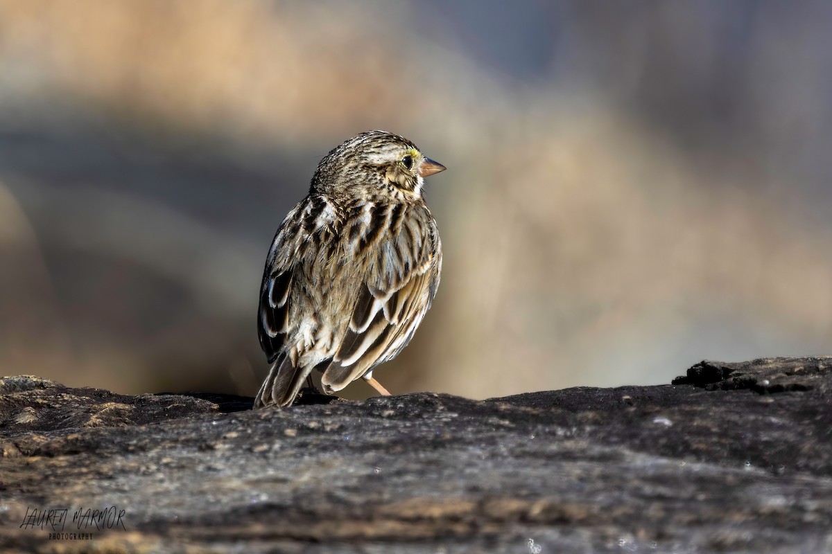 Savannah Sparrow - ML615139366