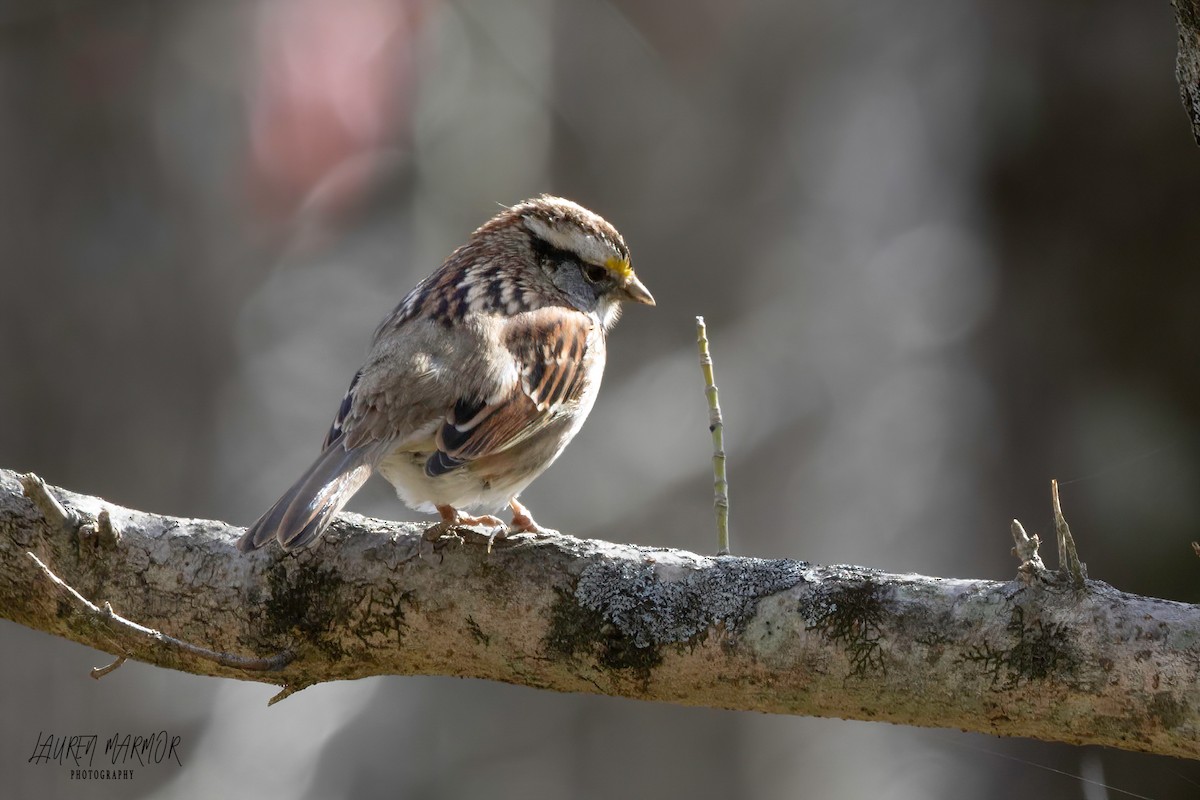 Savannah Sparrow - ML615139376