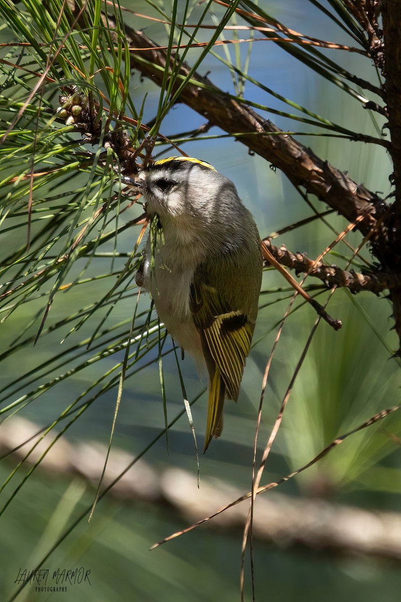 Golden-crowned Kinglet - ML615139387