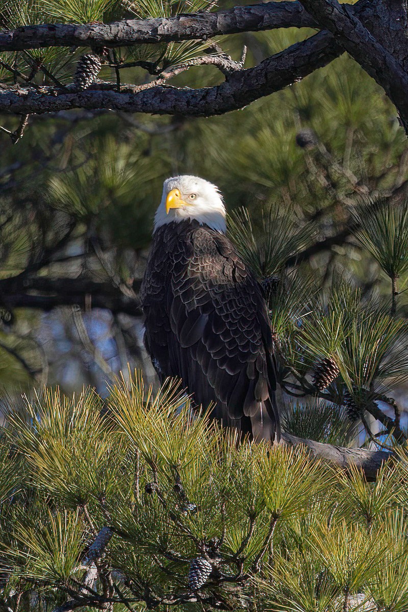 Bald Eagle - ML615139393