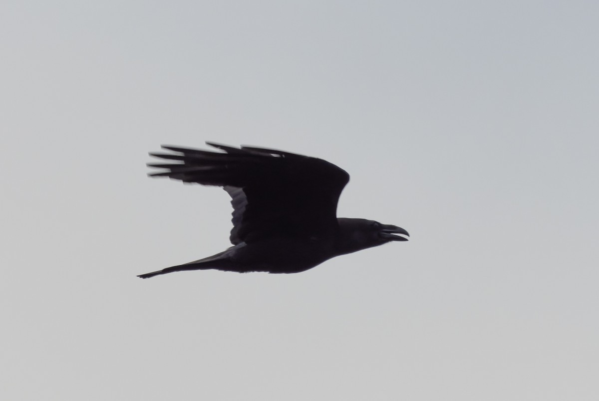 Common Raven - ML615139396
