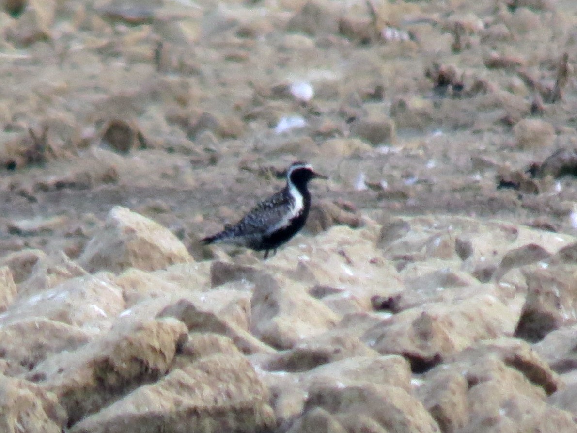 Pacific Golden-Plover - ML615139418