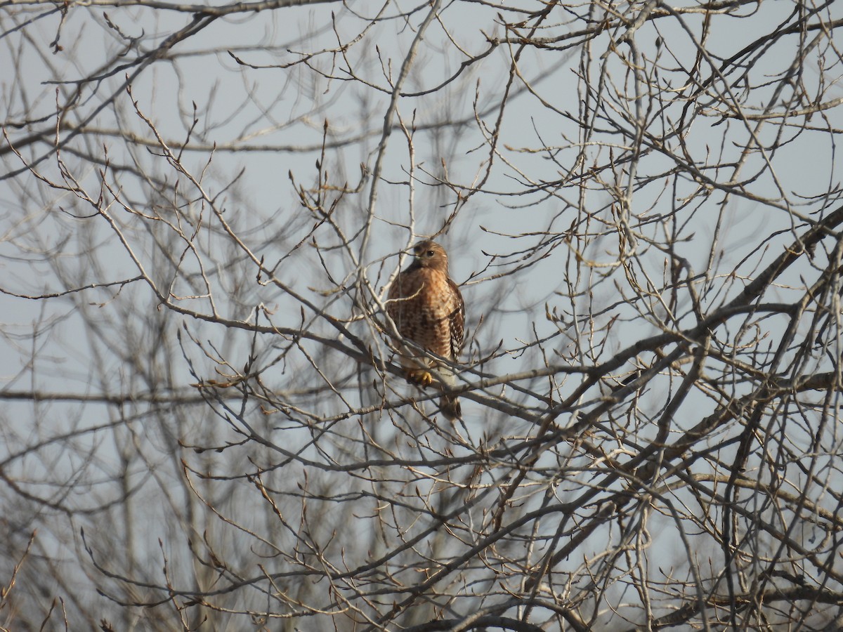 Red-shouldered Hawk - ML615139510