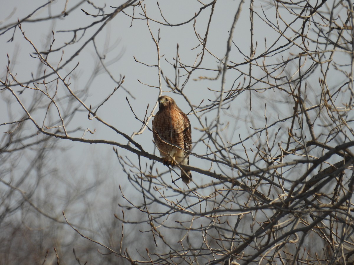 Red-shouldered Hawk - ML615139511