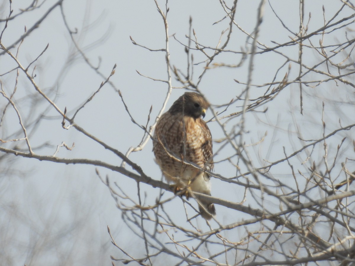 Red-shouldered Hawk - ML615139523