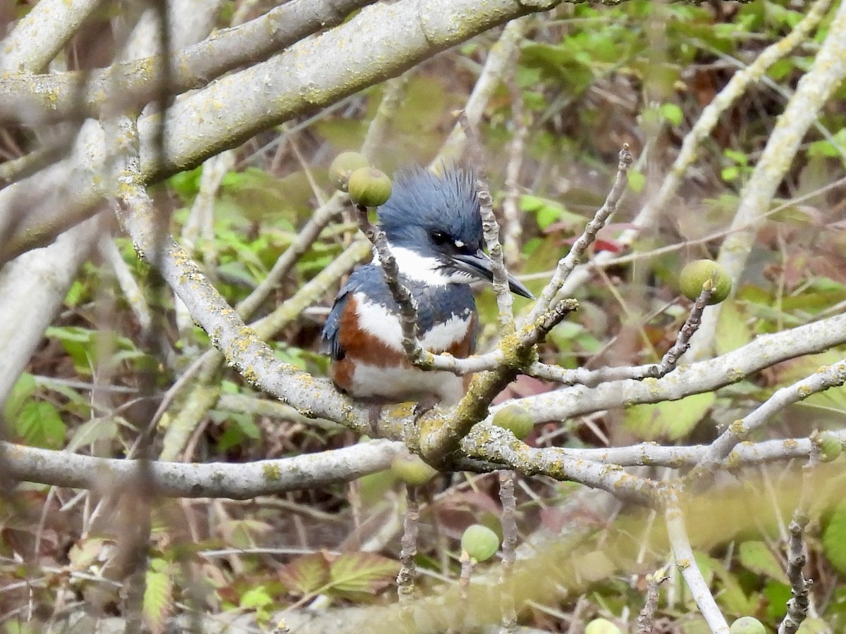 Belted Kingfisher - ML615139559