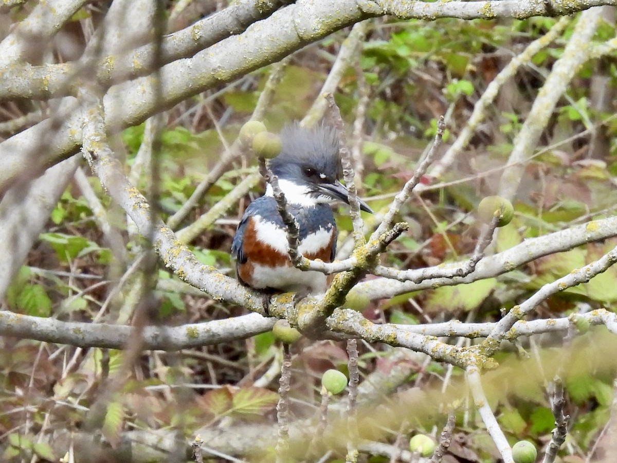 Belted Kingfisher - ML615139560
