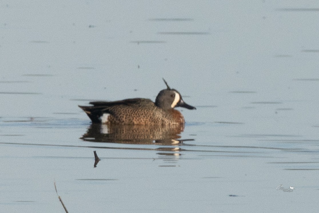 Blue-winged Teal - Carlos Miguel