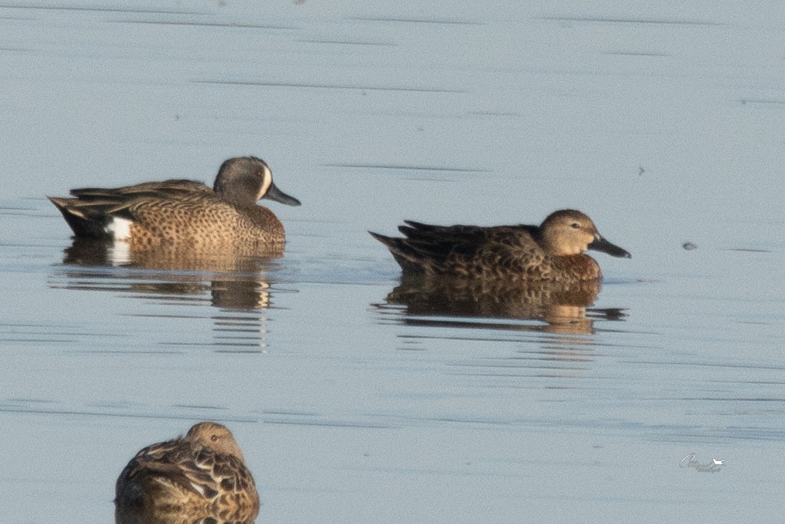 Blue-winged Teal - Carlos Miguel