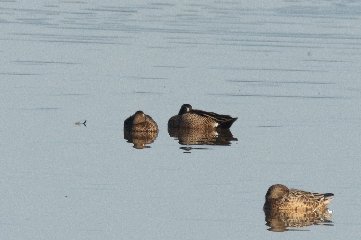 Blue-winged Teal - ML615139585