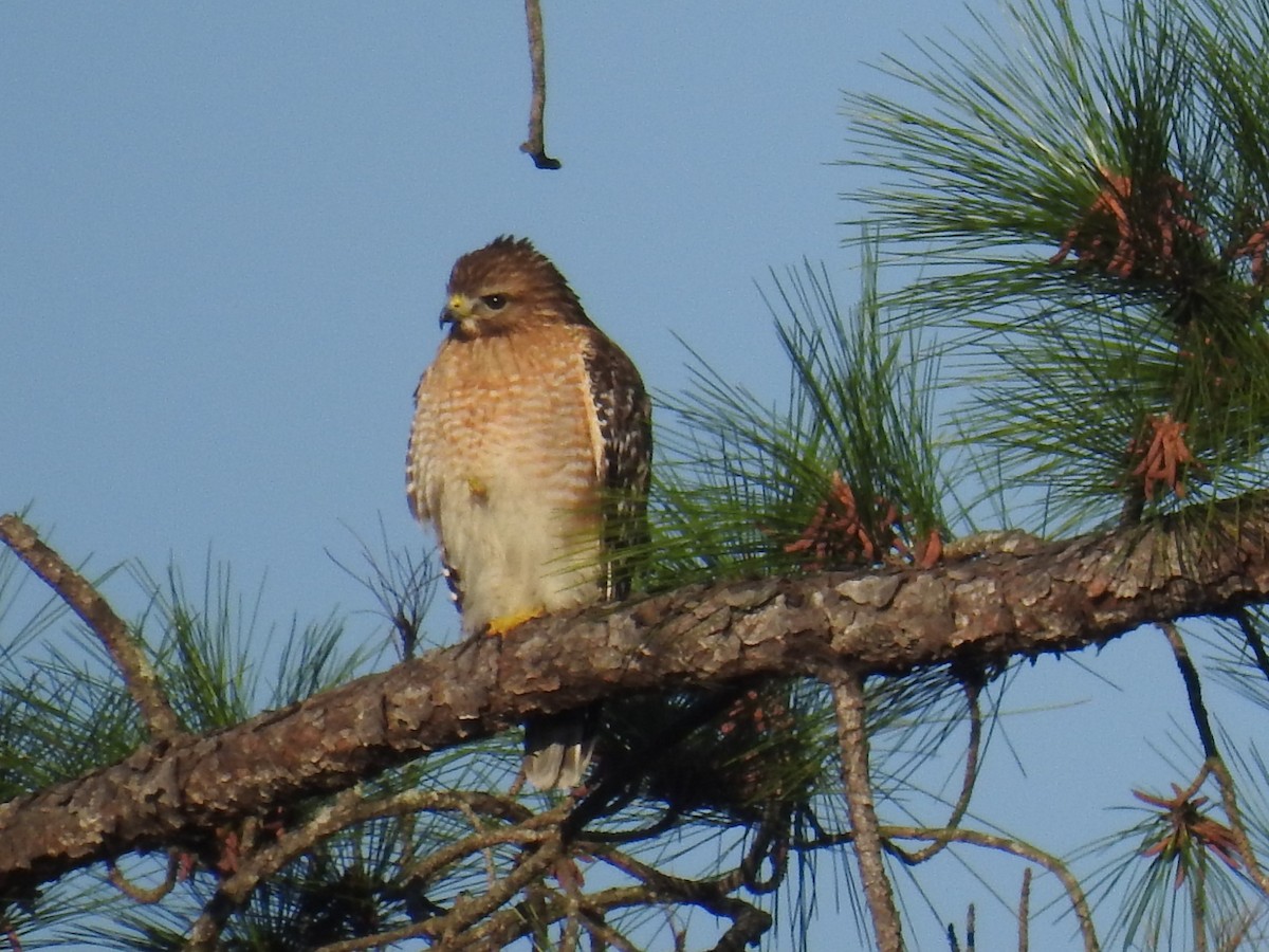 Red-shouldered Hawk - Kathryn Cowdery