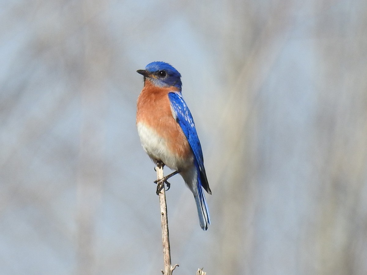 Eastern Bluebird - ML615139590