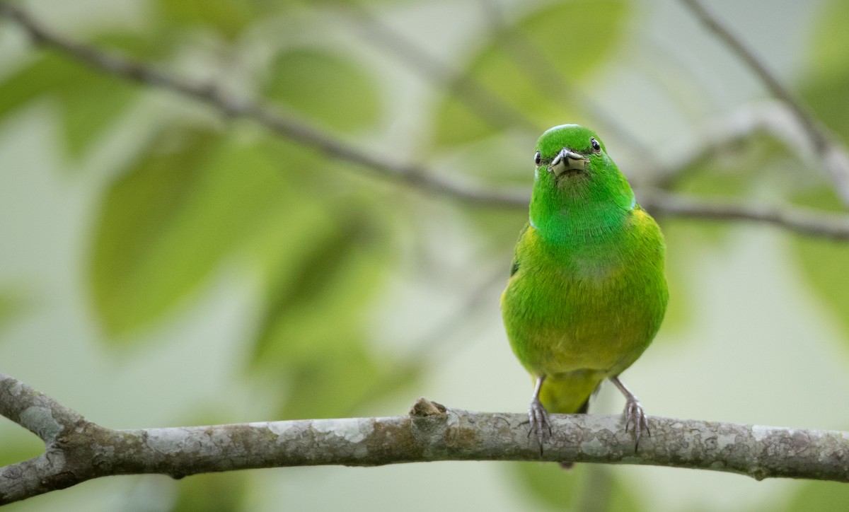 Blue-crowned Chlorophonia - ML61513961