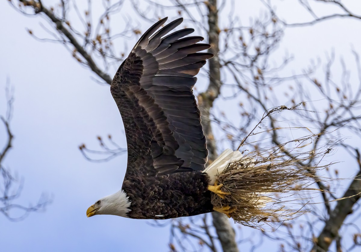 Bald Eagle - ML615139610