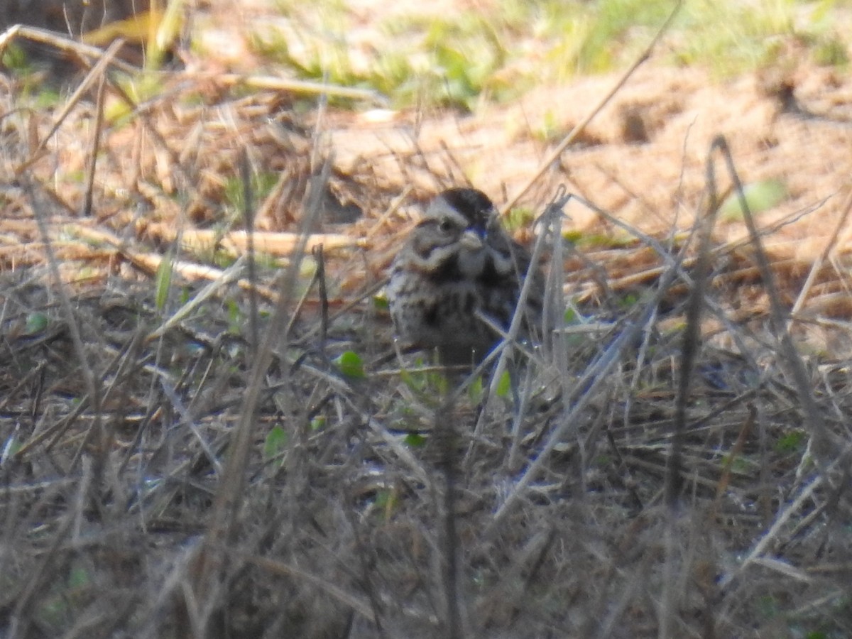 Song Sparrow - ML615139617