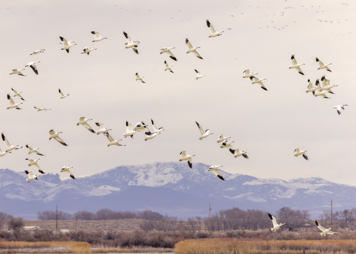 Snow Goose - ML615139727