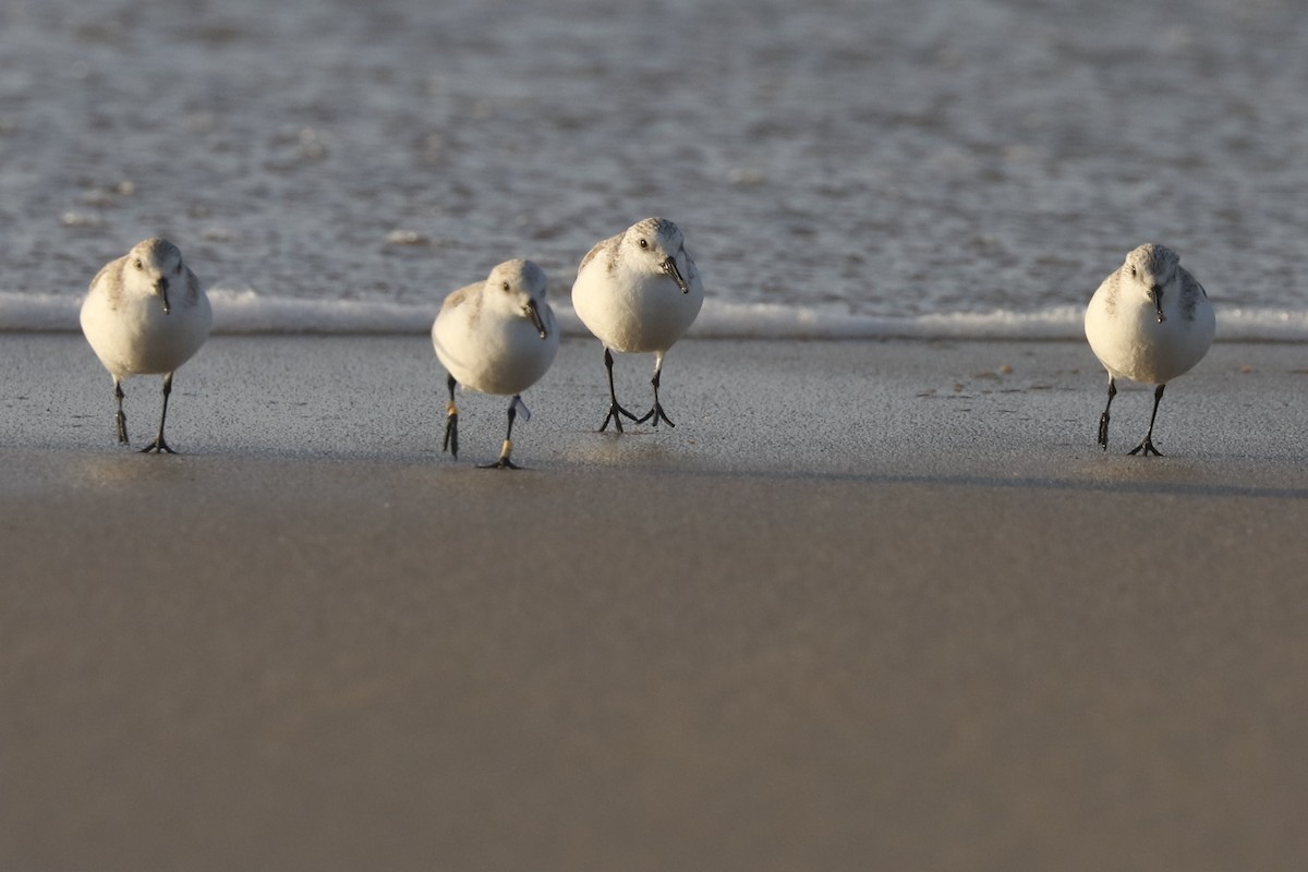 Bécasseau sanderling - ML615139728