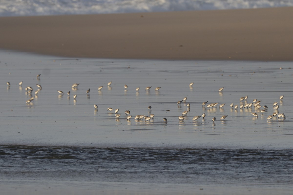 Bécasseau sanderling - ML615139733