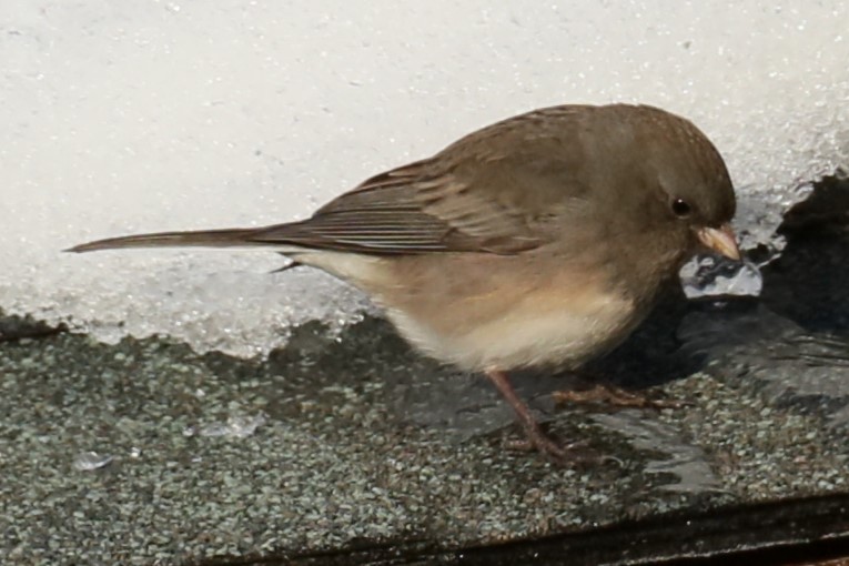 Dark-eyed Junco - ML615139810