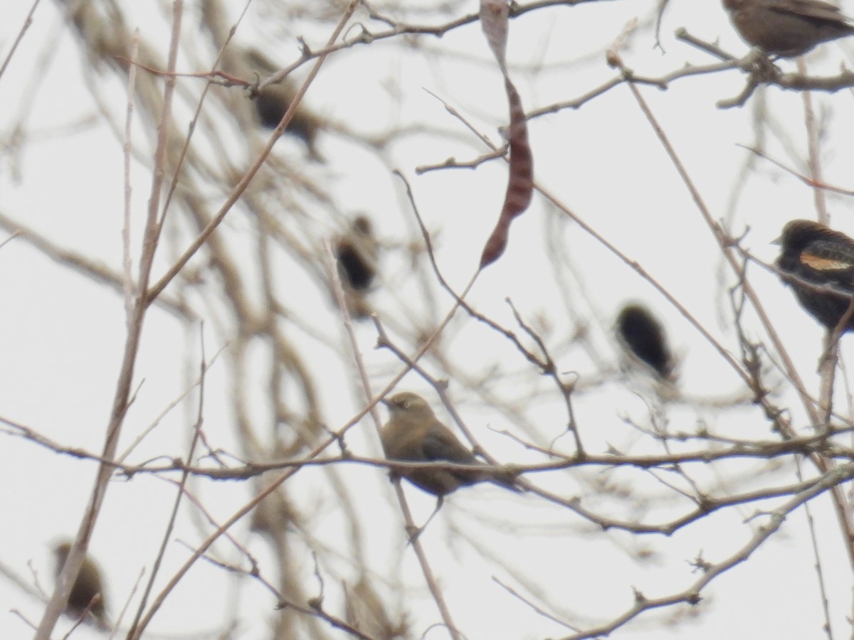 Rusty Blackbird - ML615139823