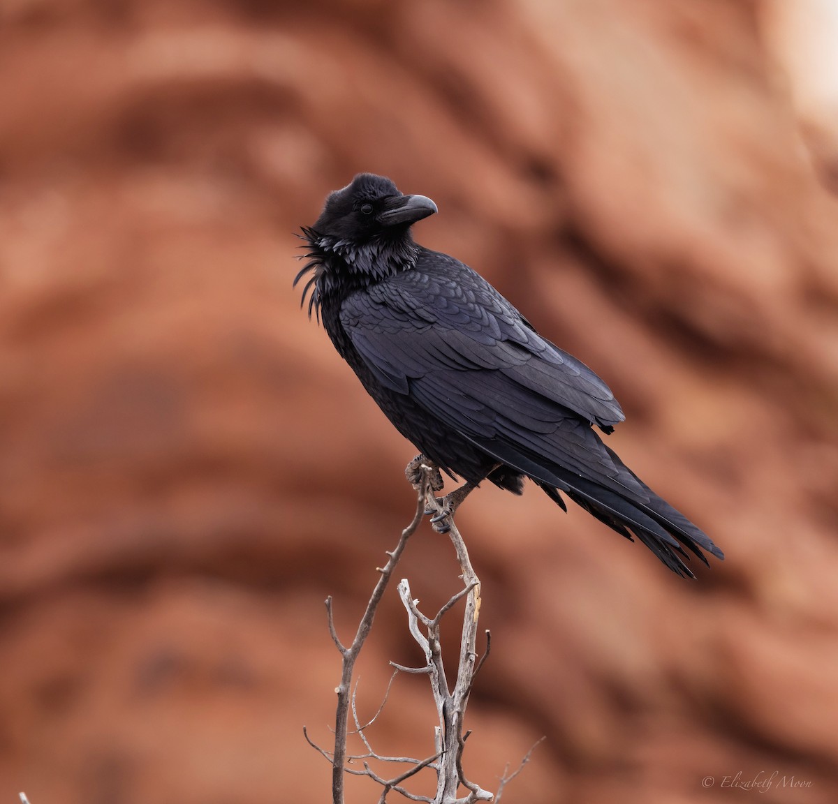 Common Raven - ML615139828