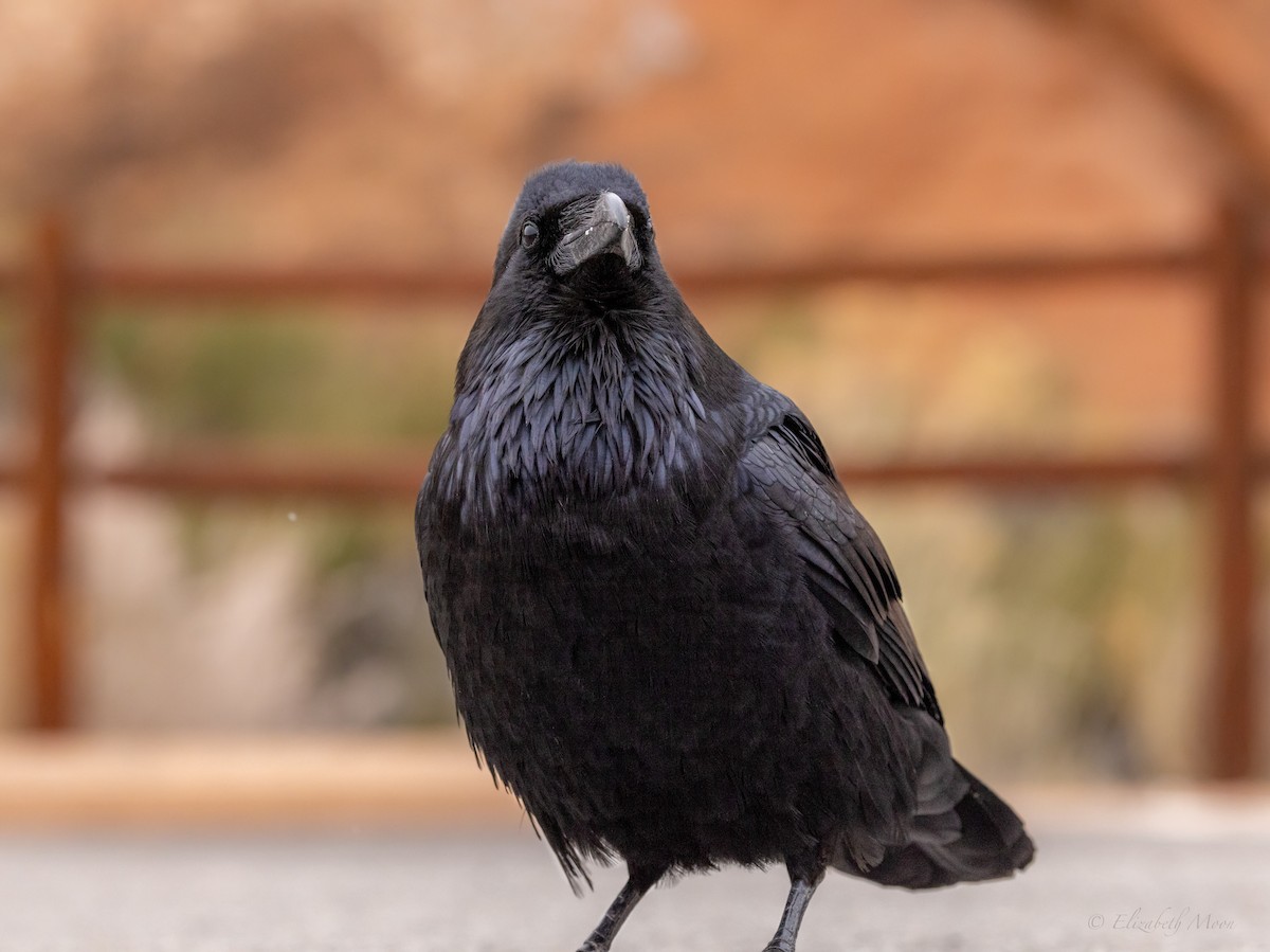 Common Raven - ML615139831