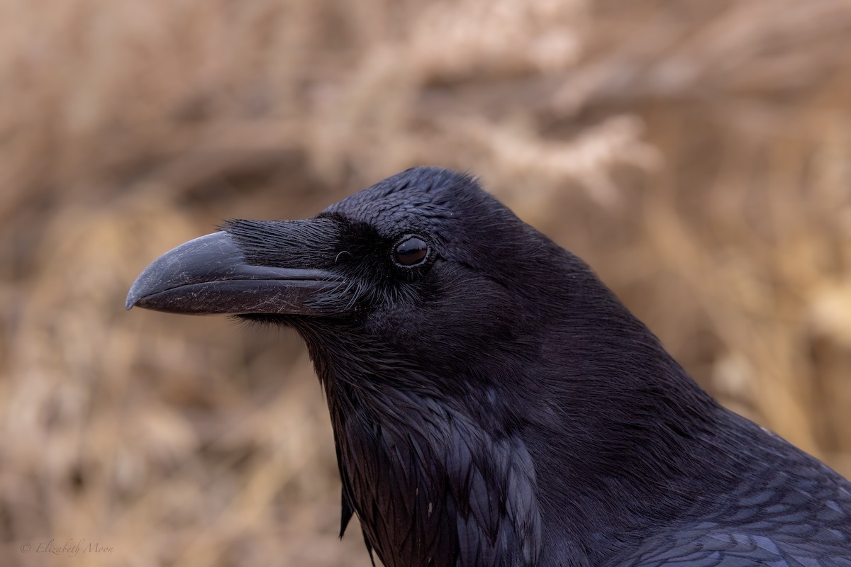 Common Raven - ML615139832