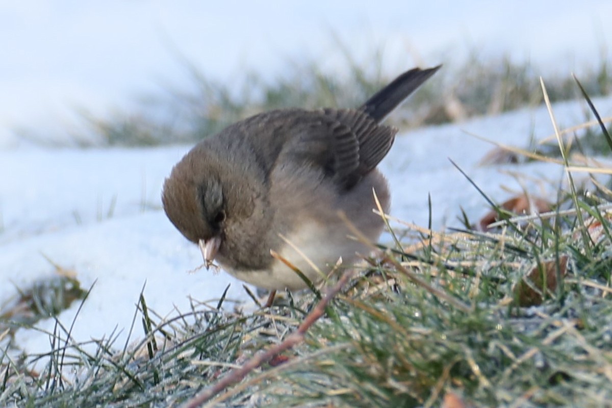 Junco Ojioscuro - ML615139837