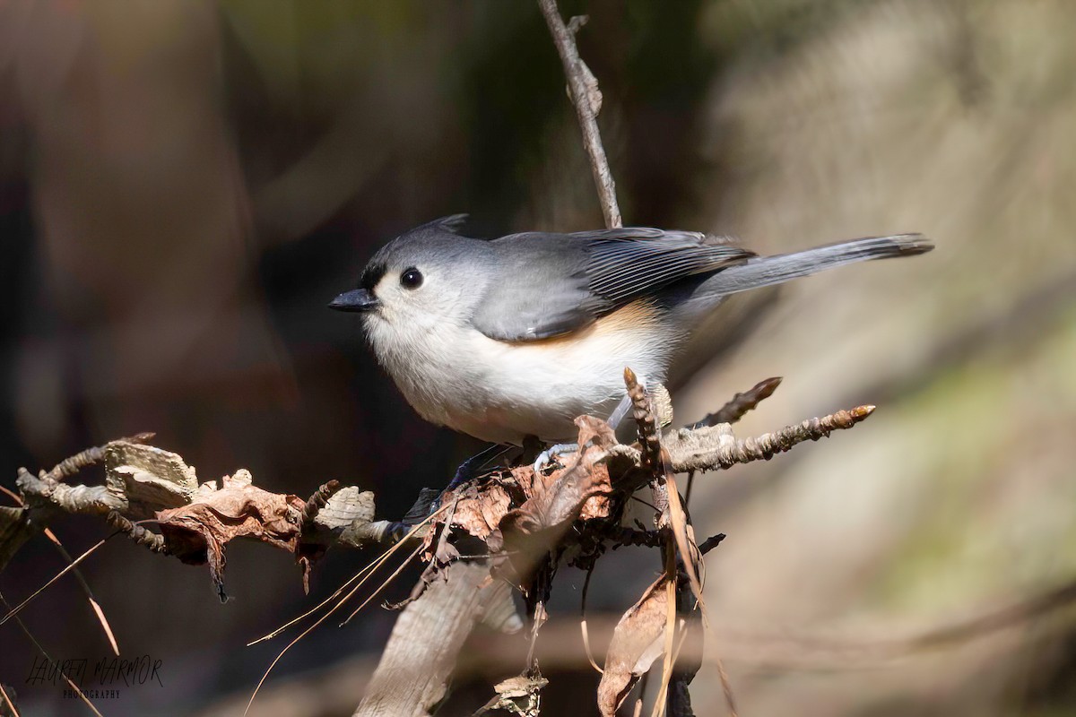 Tufted Titmouse - ML615139842