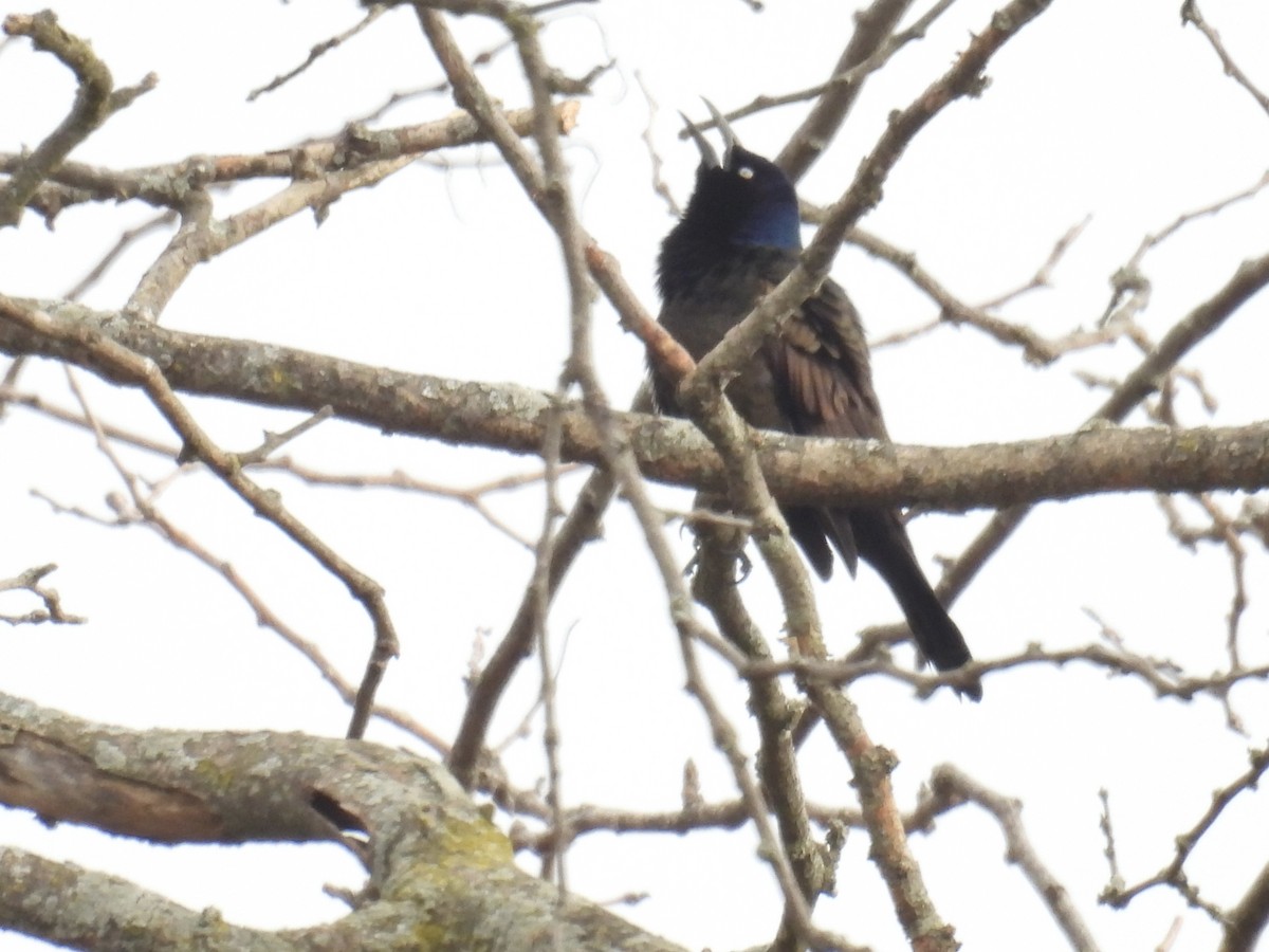 Common Grackle - ML615139843