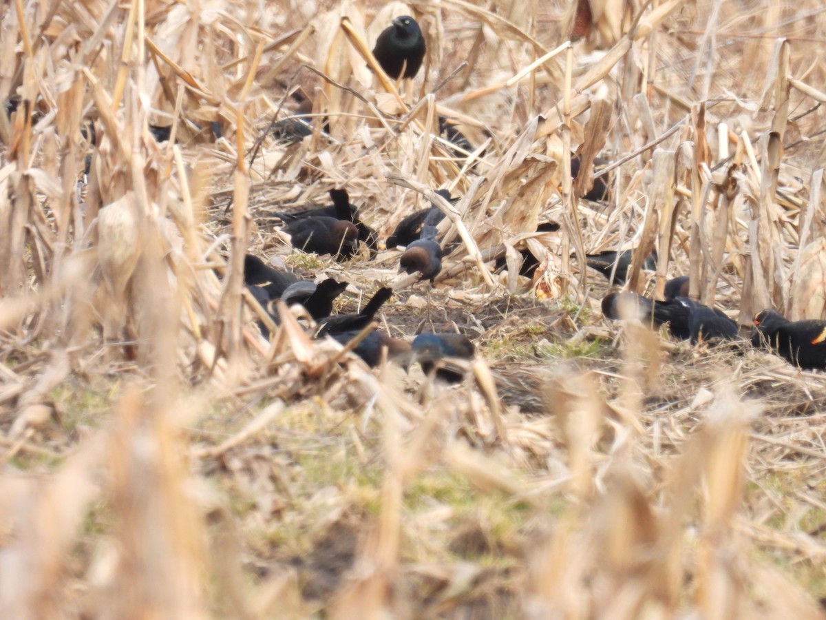 Brown-headed Cowbird - ML615139860