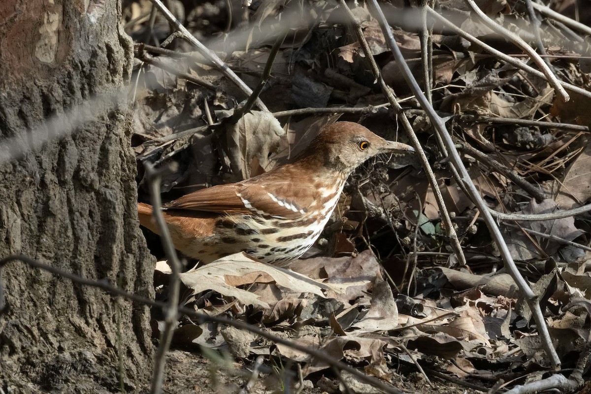 Brown Thrasher - ML615139880