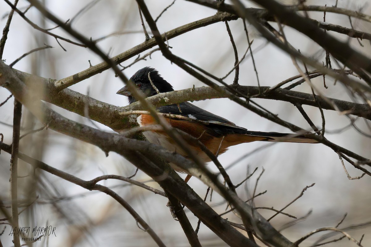 Eastern Towhee - ML615139895