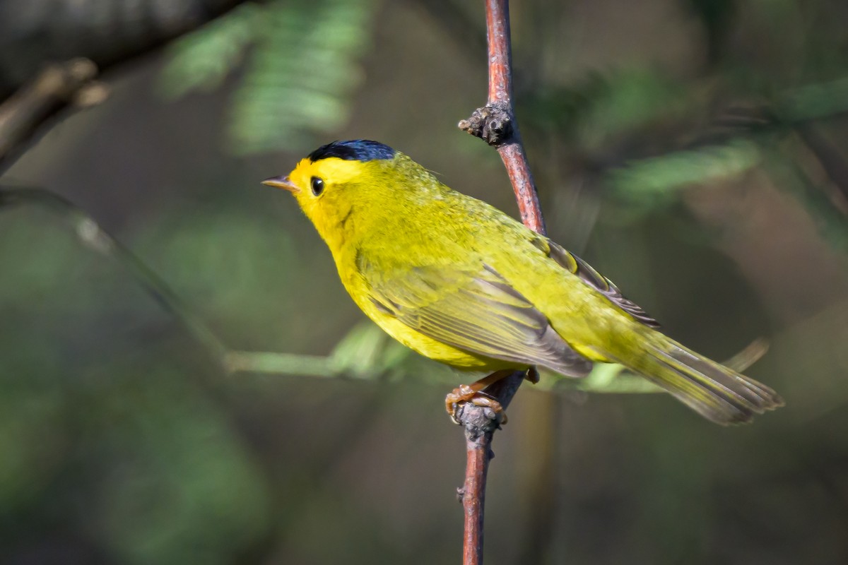 Wilson's Warbler - ML615139907