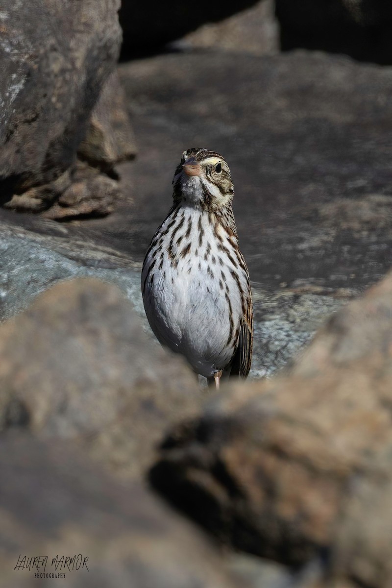 Savannah Sparrow - ML615139923