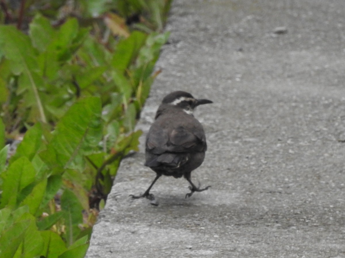 Dark-bellied Cinclodes - ML615139963