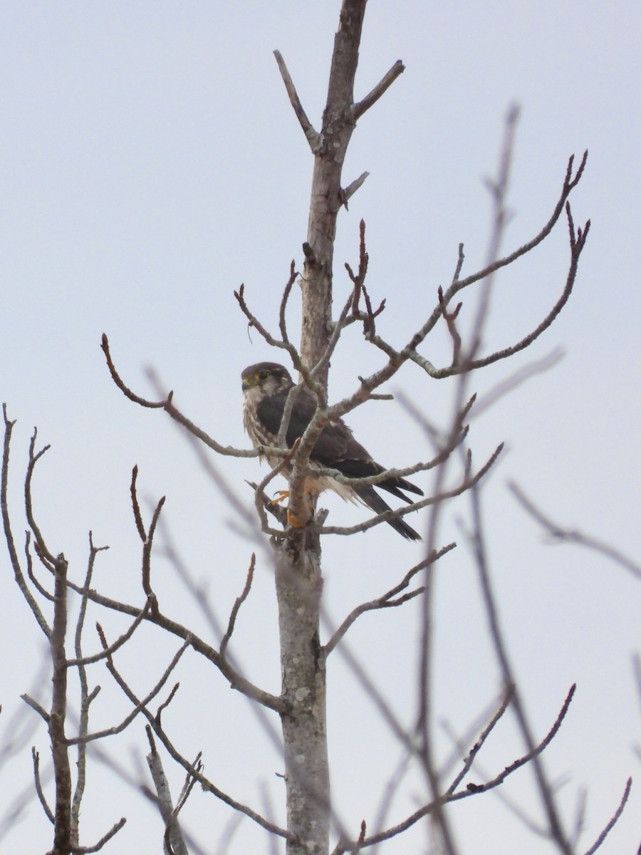 Хайргууна шонхор - ML615139999