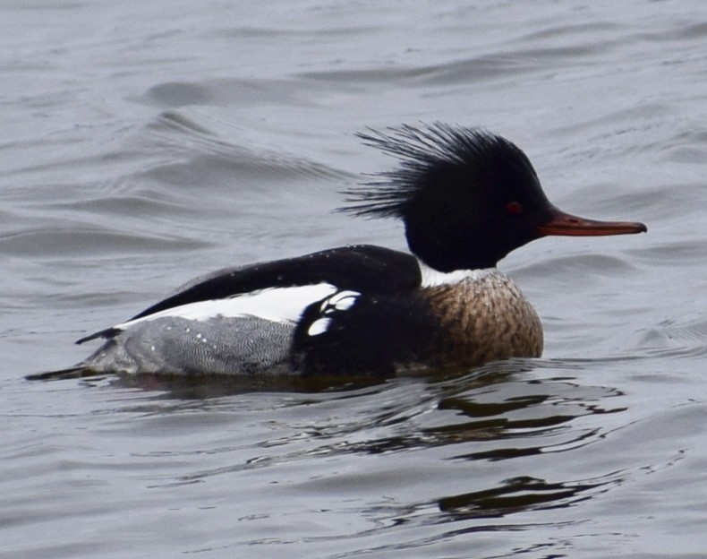 Red-breasted Merganser - ML615140000