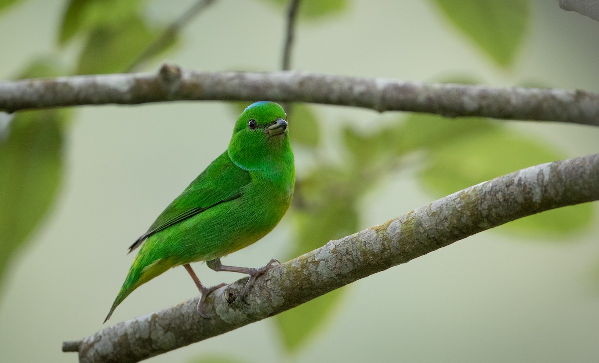 Blue-crowned Chlorophonia - ML61514001